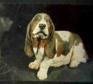 Basset Dog Portrait