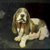Basset Dog Portrait
